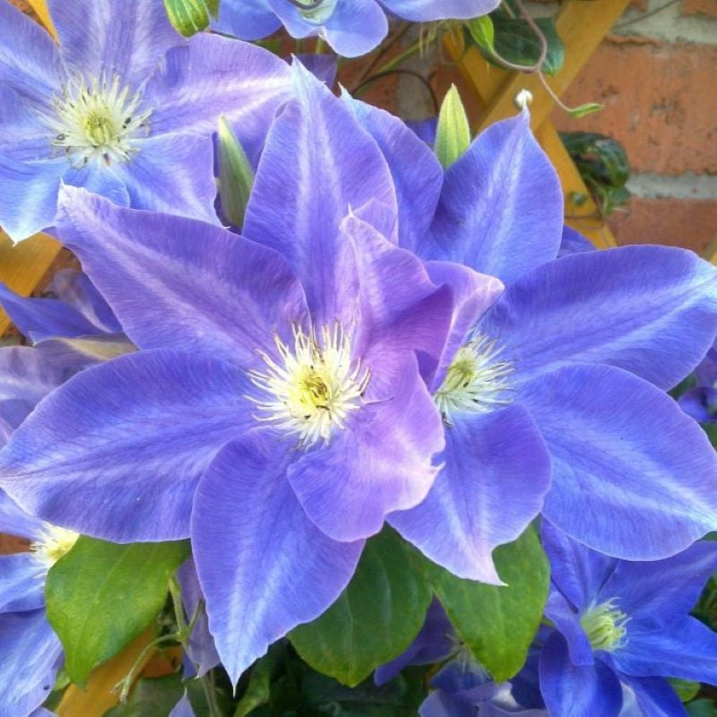 CLEMATIS DIANA'S DELIGHT