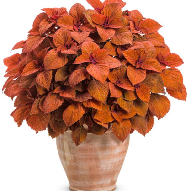 Coleus Colorblaze - Sedona Sunset