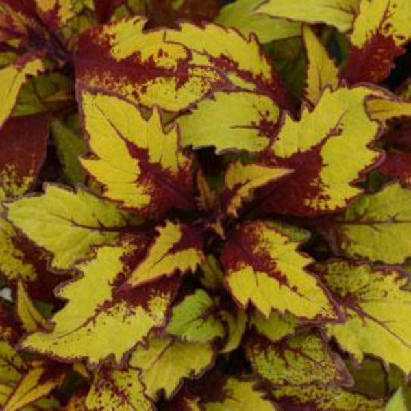 Coleus - Flamethrower Spiced Curry