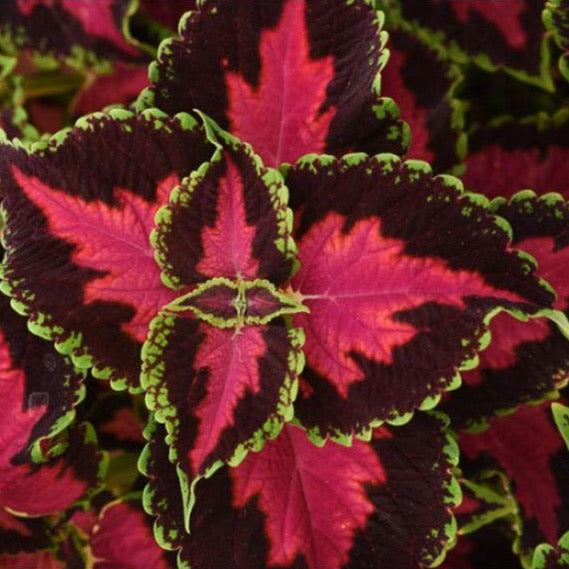 Coleus - Heartbreaker