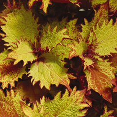 Coleus - Henna