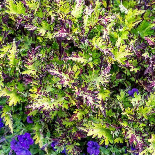 Coleus - Main Street Rodeo Drive