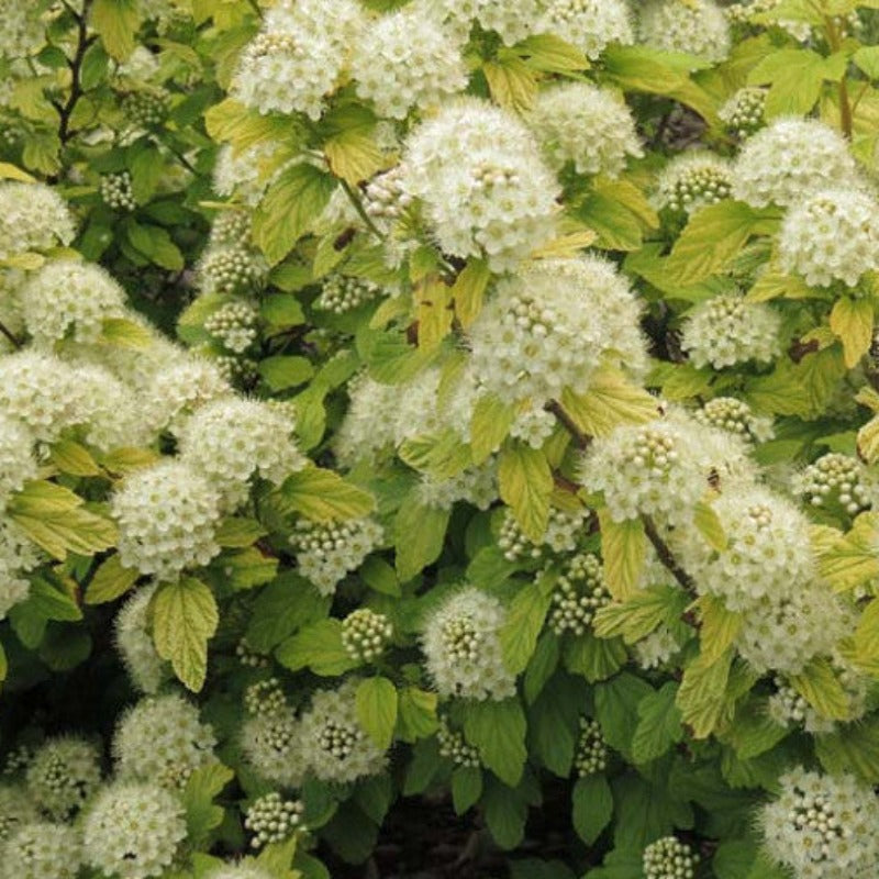 Compact Ninebark NINEBARK COMMON – Knippel Garden Centre