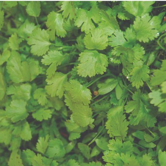 Cilantro - Coriander
