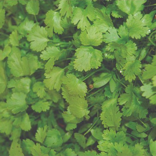 Cilantro - Coriander - Organic