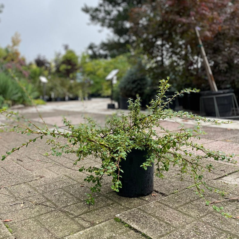 COTONEASTER CORAL BEAUTY