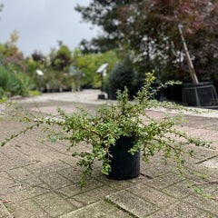 COTONEASTER CORAL BEAUTY