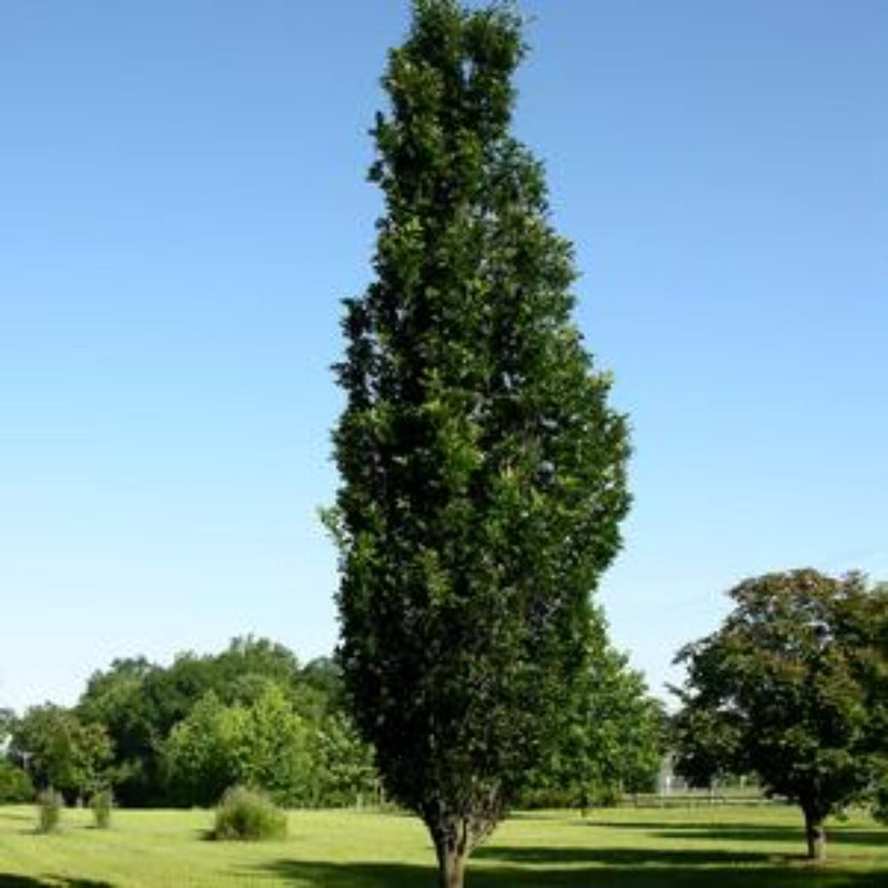 OAK CRIMSON SPIRE