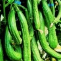 Cucumber - English Long