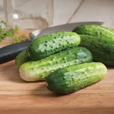 Cucumber - Pickling