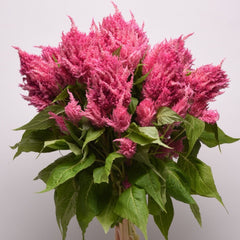 Celosia - Pink