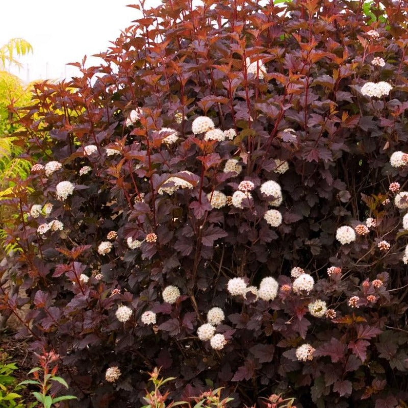 NINEBARK DIABOLO Knippel Garden Centre ninebark-diabolo-knippel-garden-centre