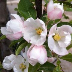 CRABAPPLE RINKI