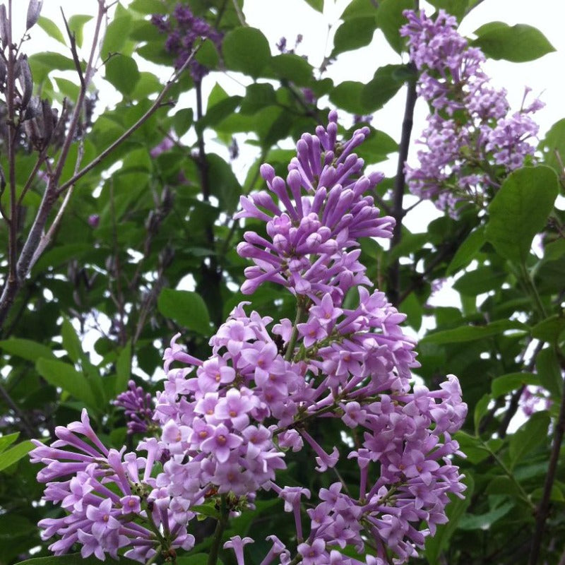LILAC NOCTURNE