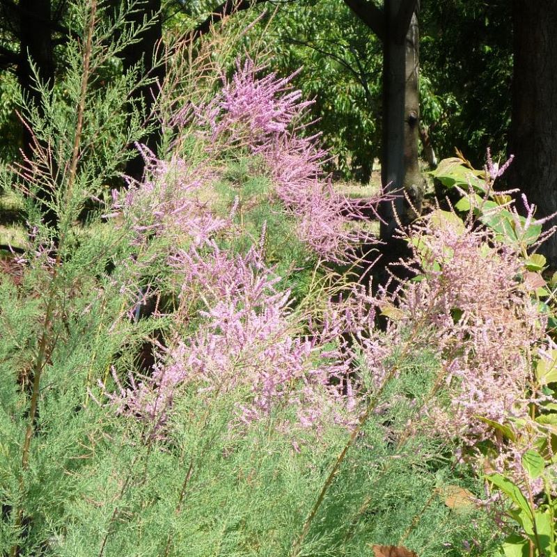 TAMARISK AMUR