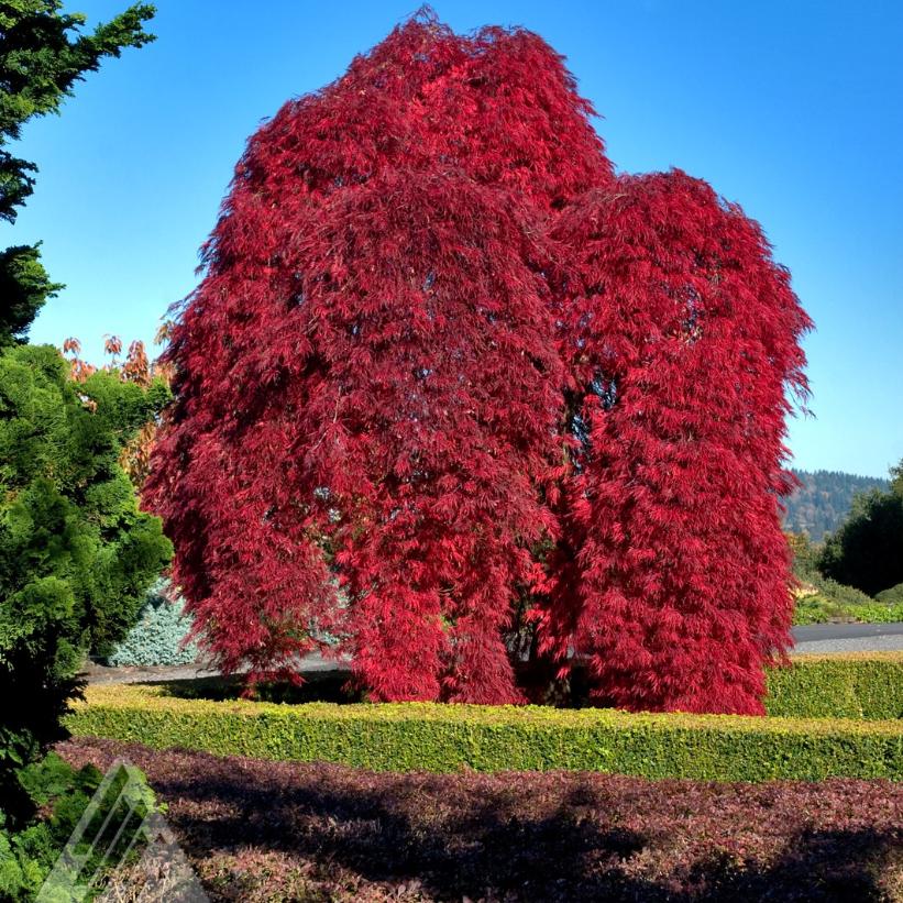 JAPANESE MAPLE INABE SHIDARE