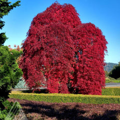 JAPANESE MAPLE INABE SHIDARE