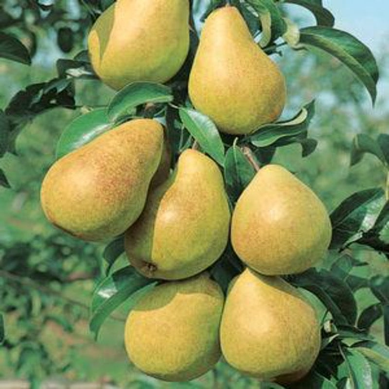 PEAR LUSCIOUS