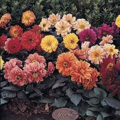 Dahlia - Mixed