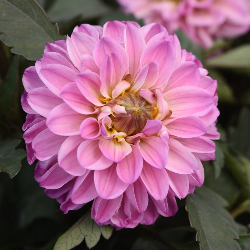 Dahlia - Purple