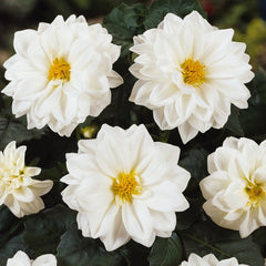 Dahlia - White