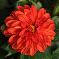 Dahlia - Orange