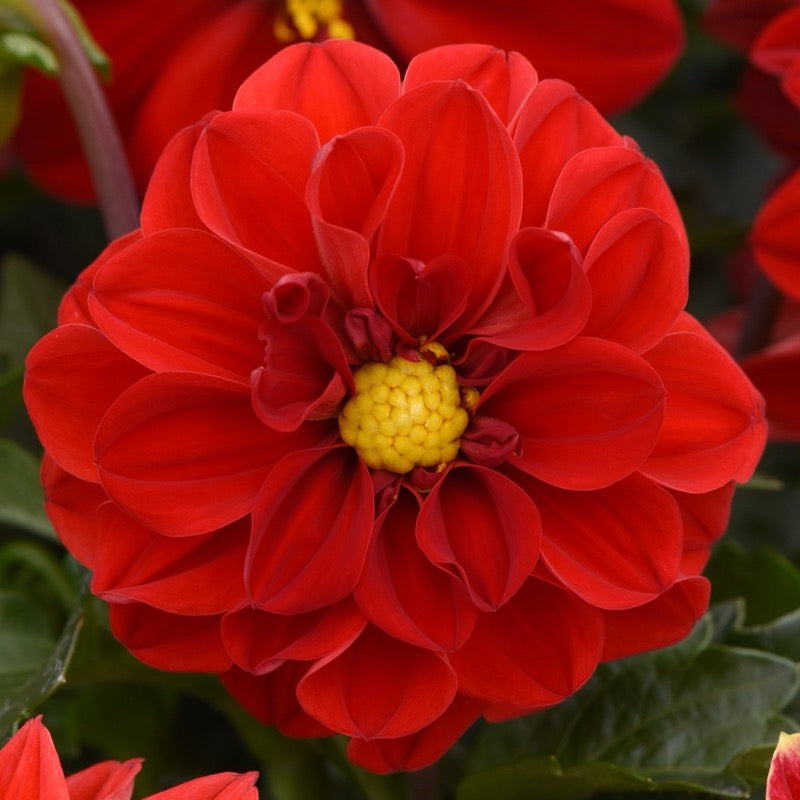 Dahlia - Red