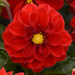 Dahlia - Red