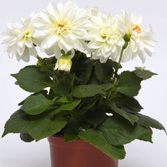 Dahlia - White