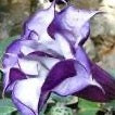 Datura - Double Purple