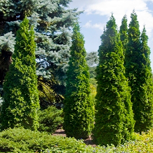 CEDAR DEGROOT'S SPIRE
