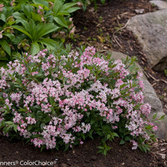 DEUTZIA YUKI CHERRY BLOSSOM