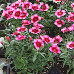 Dianthus - Raspberry Parfait