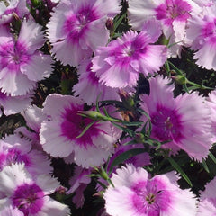 Dianthus - Lavender Picotée