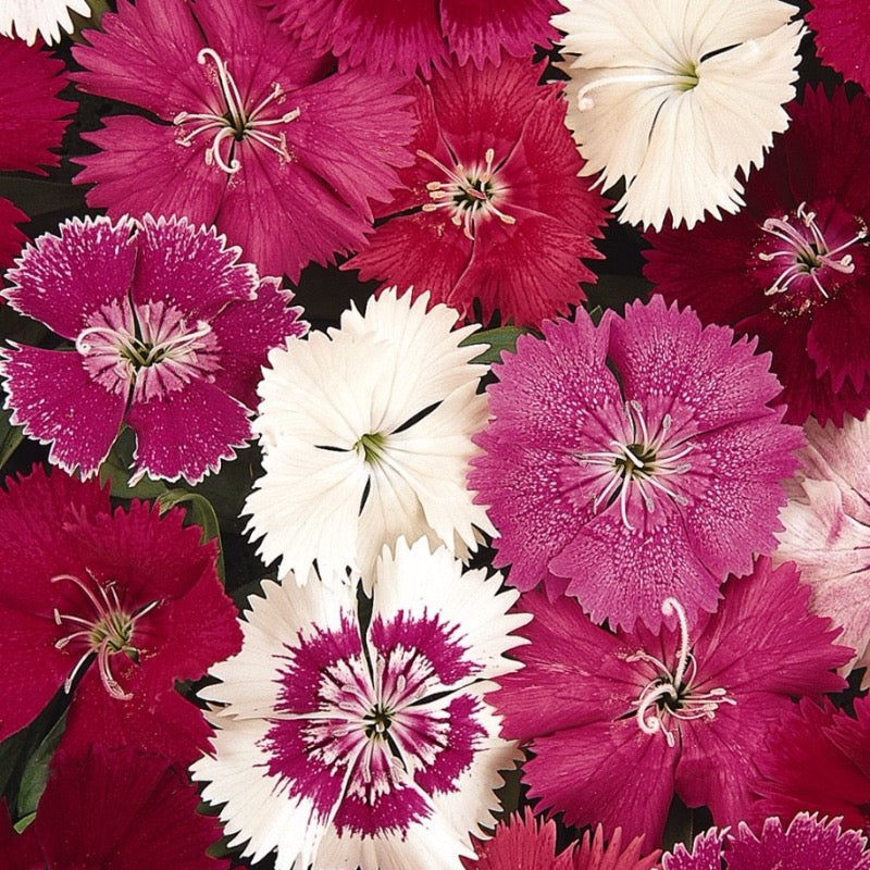 Dianthus - Ideal Mix