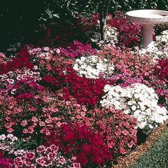 Dianthus - Ideal Mix