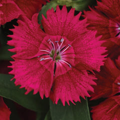 Dianthus - Ideal Red