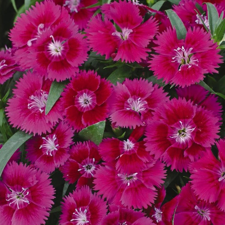 Dianthus - Ideal Violet