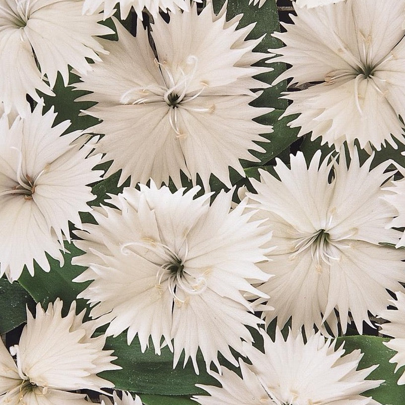Dianthus - Ideal White
