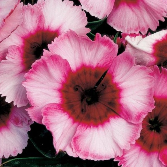 Dianthus - Raspberry Parfait