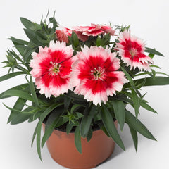 Dianthus - Red Peppermint