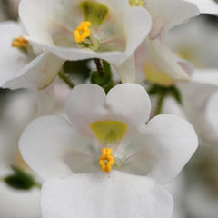Diascia - White