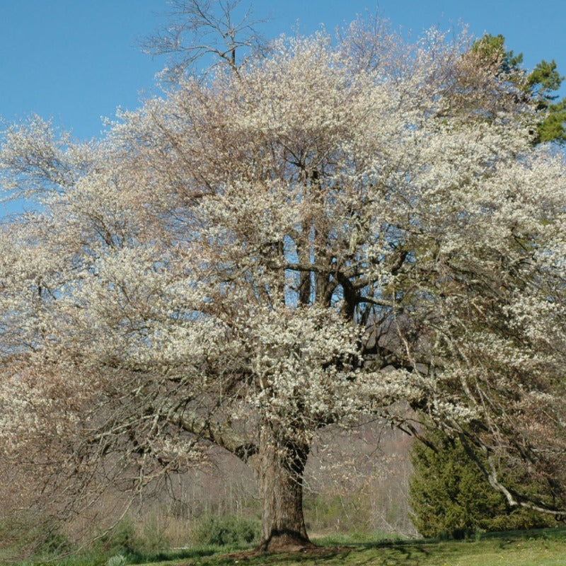 SERVICEBERRY DOWNY