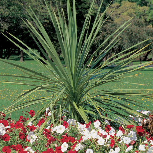 Green Spike Dracena