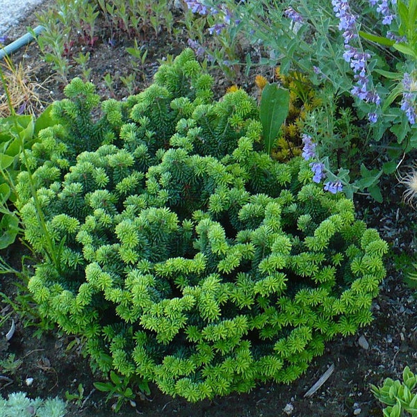 FIR DWARF BALSAM