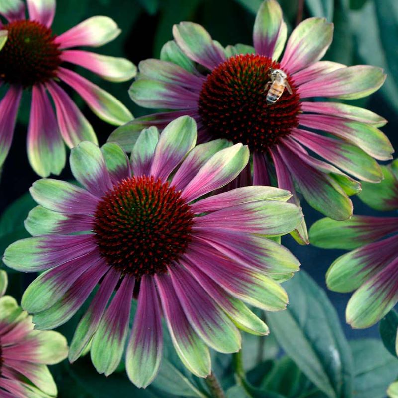 ECHINACEA SWEET SANDIA