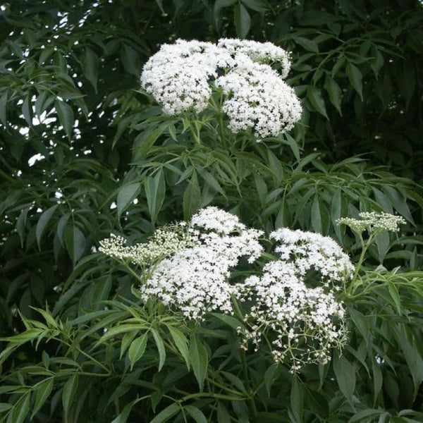 ELDERBERRY MAXIMA