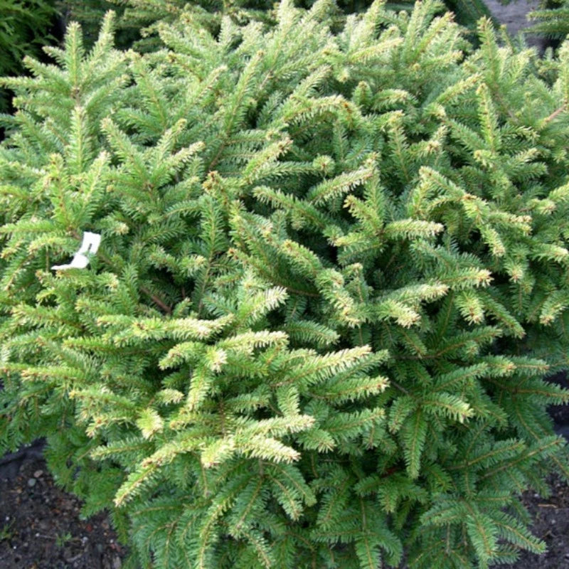SPRUCE NORWAY DWARF
