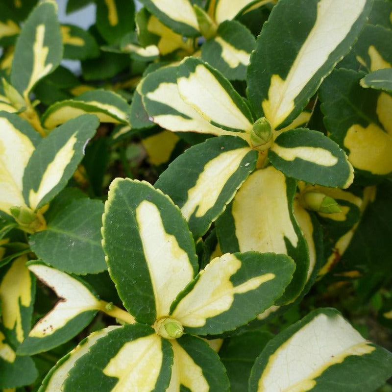 EUONYMUS BLONDIE