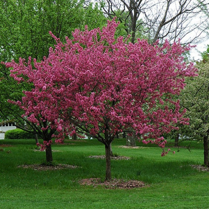 CRABAPPLE PRAIRIEFIRE – Knippel Garden Centre